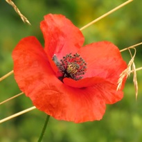 Klatschmohn (Papaver rhoeas) - Pflanze des Jahres 2017 (Foto: Gabi Zimmermann)
